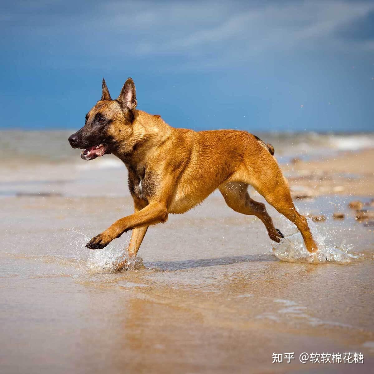 今期狗寇马出特，提六吼九大功成打一个生肖仔细释义、解释与落实、统计解答解释落实